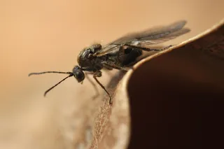 Oak gall wasp