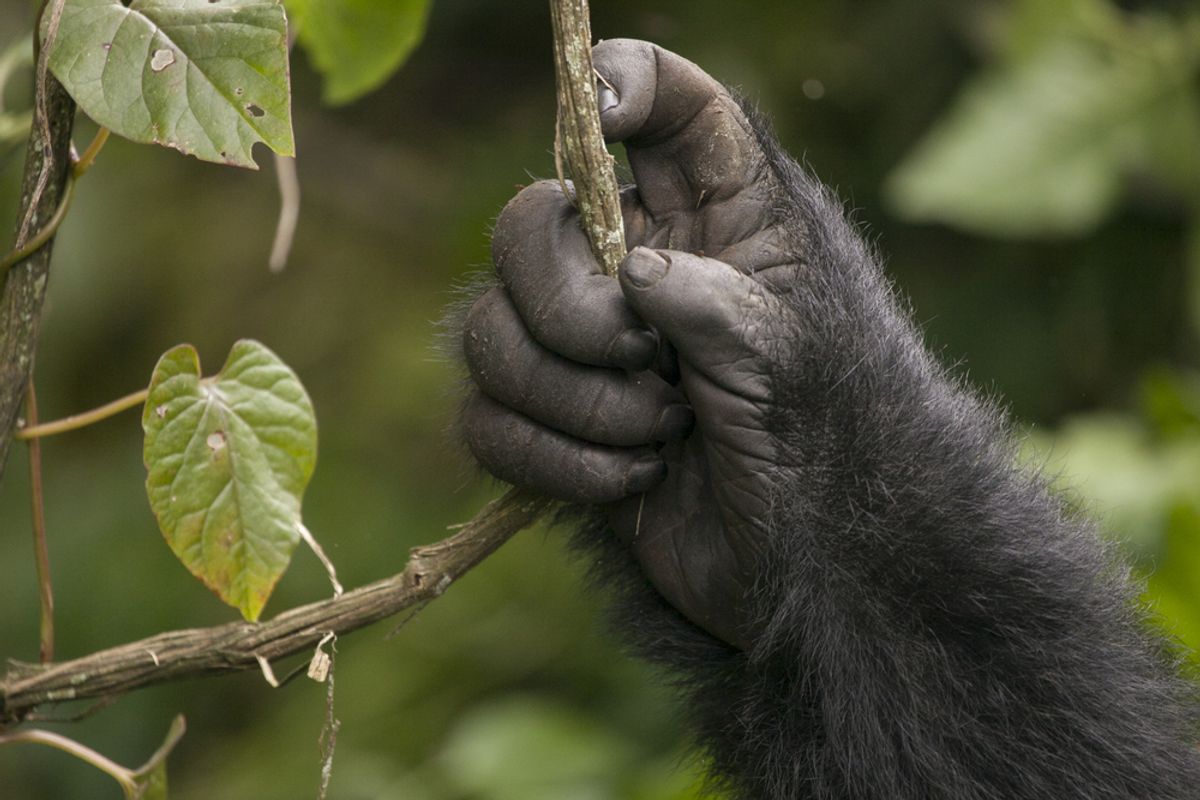Primate thumb and brain evolution image