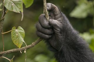 Primate thumb