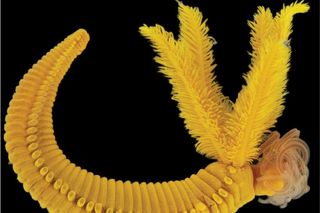 Deep sea worm fights ‘poison with poison’ to survive high arsenic and sulfide levels