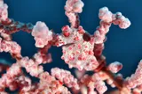 In the course of evolution, the pygmy seahorse has adapted its appearance almost perfectly to the coral on which it lives.