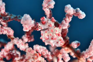 In the course of evolution, the pygmy seahorse has adapted its appearance almost perfectly to the coral on which it lives.