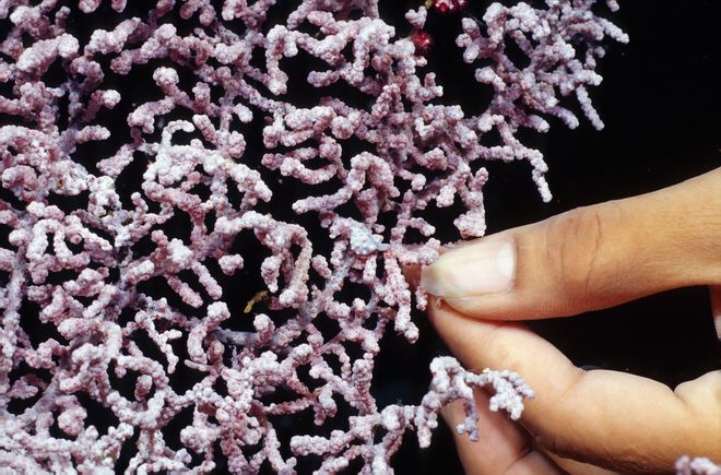 The pygmy seahorse is just the size of a thumbnail and is difficult to spot thanks to its camouflage.