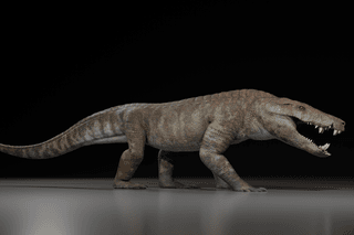 An artistic reconstruction of Kostensuchus atrox, a large crocodile relative with long legs.