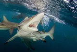 Blacktip reef shark