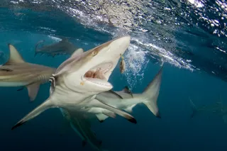 Blacktip reef shark