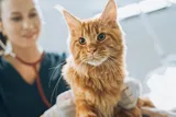 Cat at the vet