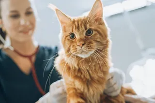 Cat at the vet