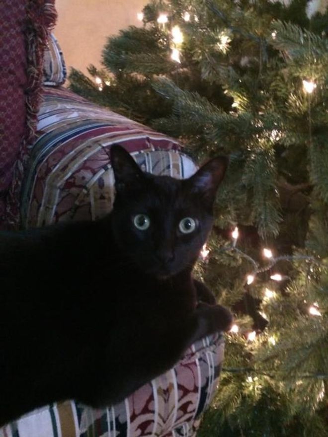 Jak, a research participant, made it through another Christmas after the clinical trial, which was longer than his estimated time left after his diagnosis.