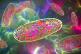 Source of History's First Plague Pandemic Has Been Unearthed in Buried Teeth