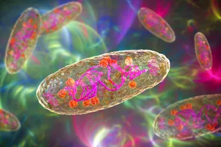 Plague bacterium Yersinia pestis