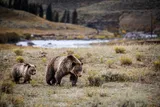 Bear in Yellowstone National Park