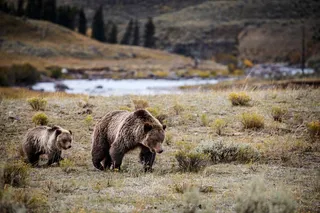Bear in Yellowstone National Park