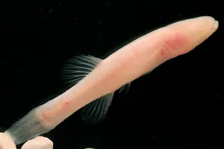 A small freshwater fish without color or eyes against a black background.