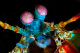 Rainbow shrimp vision