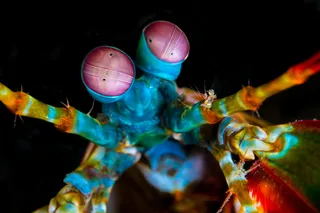Rainbow shrimp vision