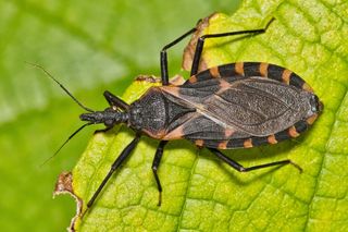 Kissing bug and chagas disease