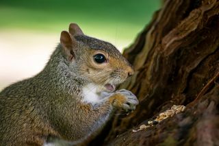 Squirrel eating nuts