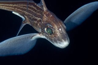 Ghost shark