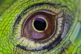 close up of a green and gold reptilian eye