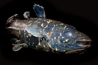 latimeria or coelacanth fish