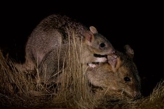 two bettong in the wild