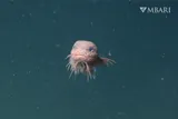 Bumpy Snailfish