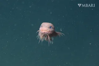 Bumpy Snailfish