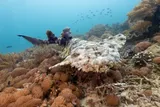 Wobbegong shark