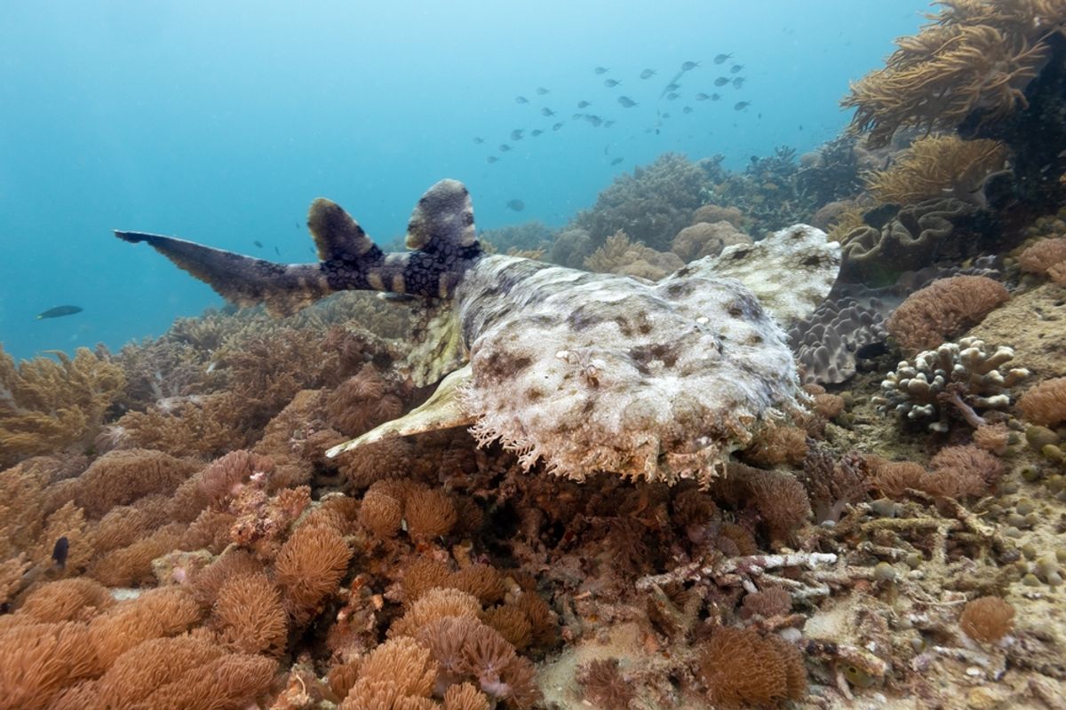 Sharks Began Roaming the Oceans 400 Million Years Ago as Deep-Sea Bottom-Dwellers