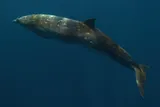 Beaked whale
