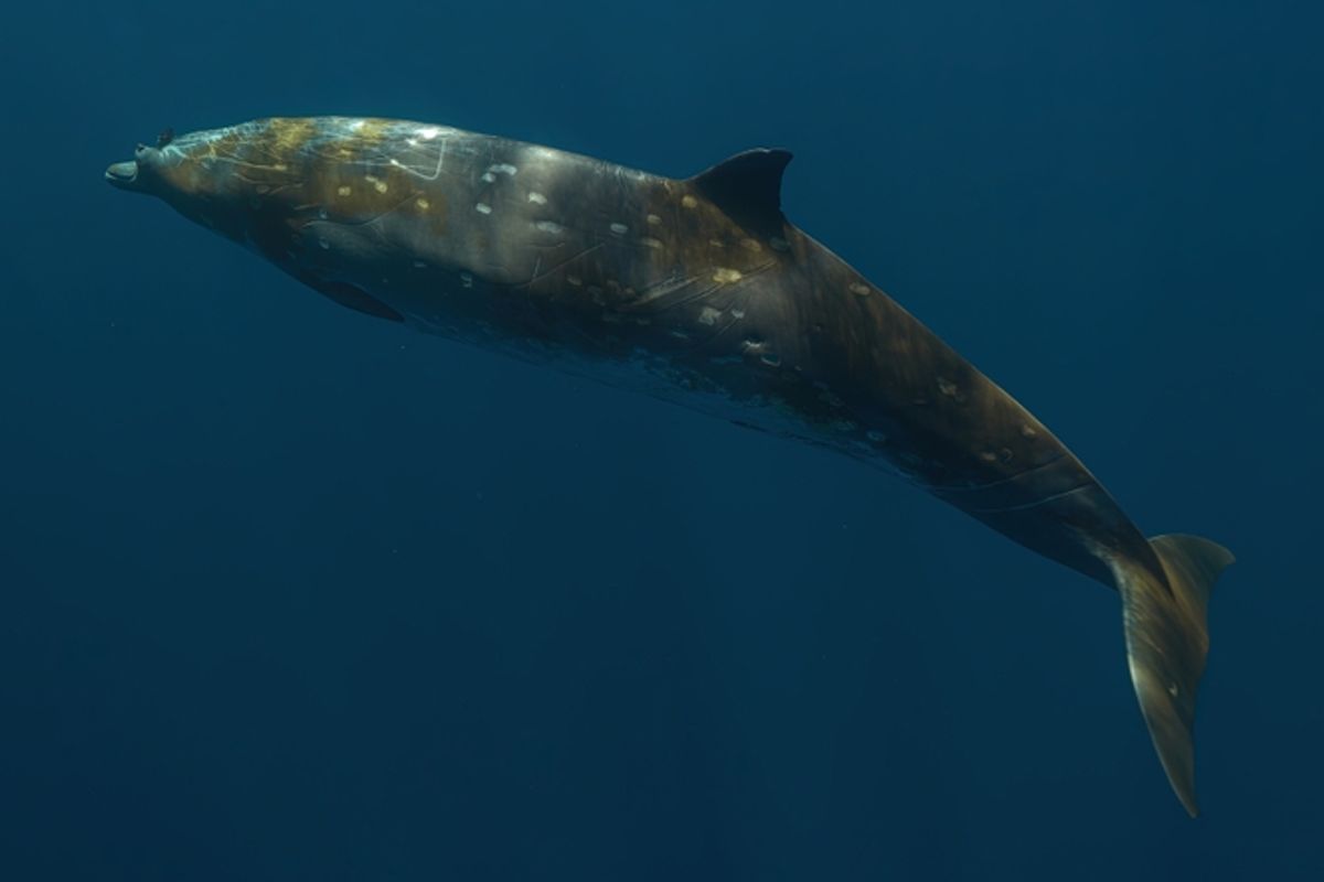 At Almost 500 Feet Below the Water, Experts Heard the Sounds of the Elusive Beaked Whale