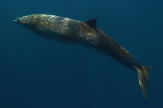 Beaked whale