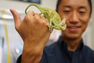 A scientist holds a chameleon in his hands. 
