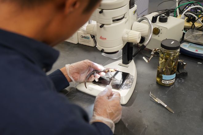 A scientist holds a reptile under a microscope. A scientist holds a reptile under a microscope.