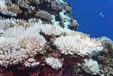 Bleached coral on a reef 