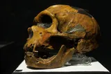 Neanderthal skull in a museum 