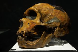 Neanderthal skull in a museum 