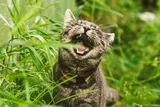 a gray tabby cat with a yellow collar opening wide to chomp down on some grass 