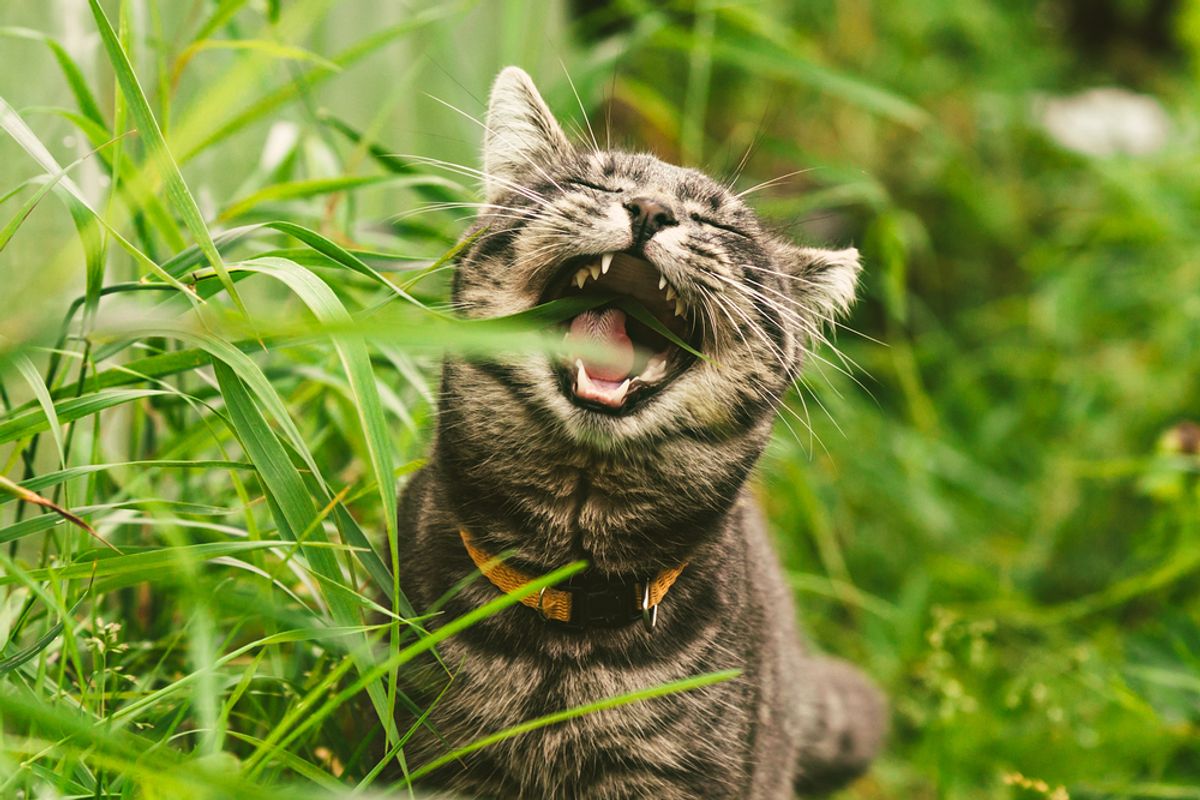 Cats May Eat Grass to Clear Hairballs, Like Unclogging a Drain
