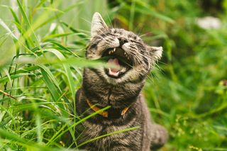 a gray tabby cat with a yellow collar opening wide to chomp down on some grass 