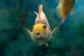 Fish do pee Fish do pee