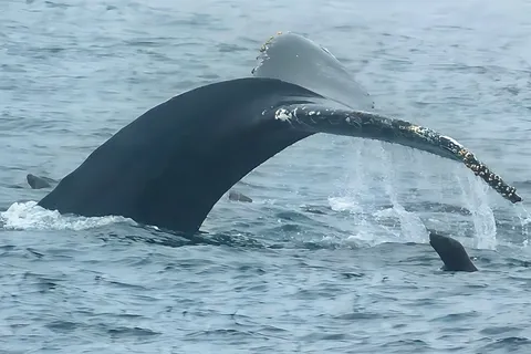 A humpback whale tail out of the water with a seal near by 