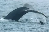A humpback whale tail out of the water with a seal near by 