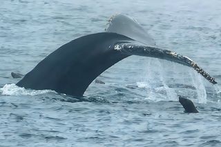 A humpback whale tail out of the water with a seal near by A humpback whale tail out of the water with a seal near by
