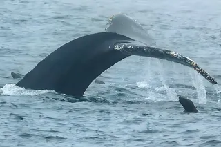 A humpback whale tail out of the water with a seal near by 