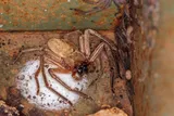 creepy huntsman spider in a box with another huntsman spider on the wall next to it