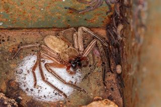 creepy huntsman spider in a box with another huntsman spider on the wall next to it