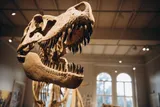 Dinosaur teeth
