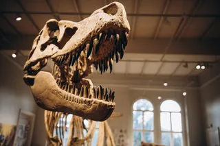 Dinosaur teeth